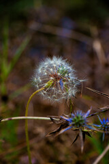 macro photo of dandelione