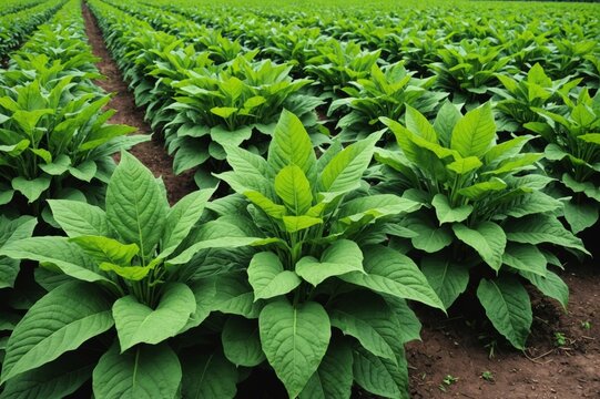 different ways tobacco is used Types of Tobacco: The Encyclopedia of Tobacco Products