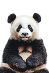 Obraz premium A cute giant panda isolated on a white background.