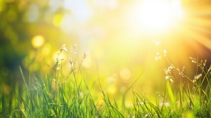 Fototapeta premium Peaceful meadow bathed in warm sunlight, featuring green grass and wildflowers.