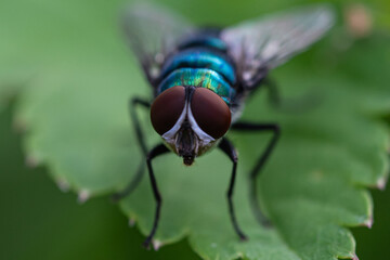 fly