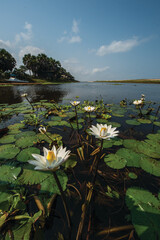 white water lilies angola Africa