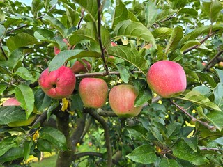 apples on tree