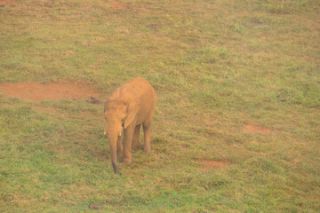 Elefantes en el Parque de la Naturaleza de Cabárcenos