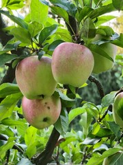 apples on a tree
