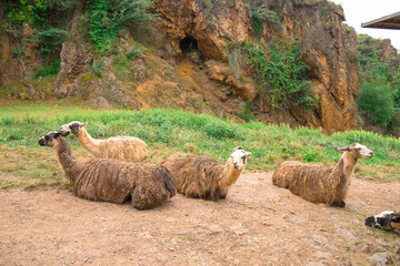 llamas en el parque natural de Cabarceno
