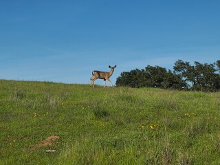 Deer grazing on the hill top at Pleasanton Ridge, California