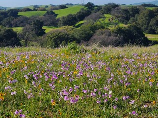 Wildflowers in the East Bay hills at Pleasanton Ridge, California