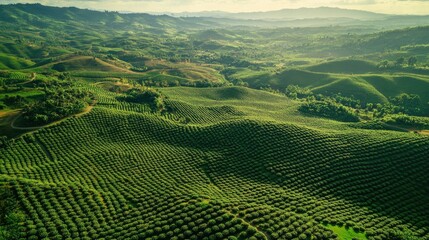 Aerial image of a vast coffee plantation, with rich green coffee plants covering the landscape in a patchwork of fields.