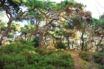 Sunlight filters through tall coniferous trees in a peaceful wild park. A dirt pathway winds through the lush greenery
