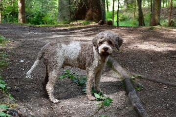 Portrait wines Lagotto Romagnolo Hundes