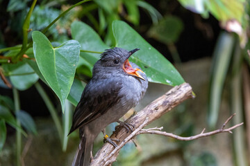 Close up view of a screaming piha