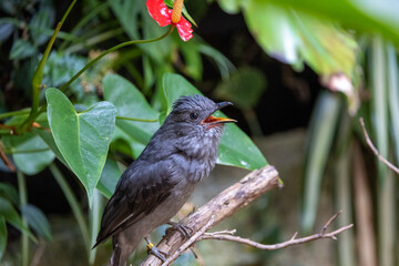 Close up view of a screaming piha