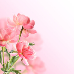Beautiful coral peonies on pink gradient background, space for text