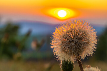 Color sunset on blossoming meadow in center of hot summer