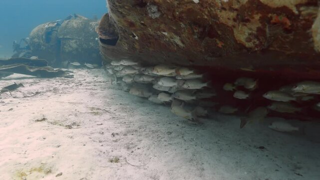 School of Sand snapper fish Lethrinus nebulosus sheltered below wreckage.
