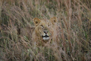 Young Lion Hiding