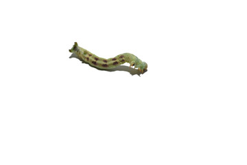 Silkworm larva, light green caterpillar, crawling on white background.