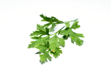 The aromatic herb used in cooking, parsley, lies on a white background.