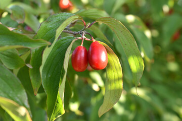Red ripe dogwood fruits, sweet and sour in taste, on the branch.