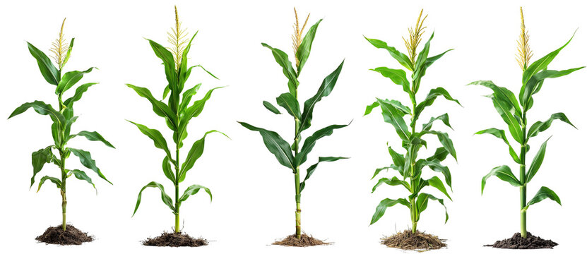 Corn plants at various growth stages from seedling to maturity agriculture farming transparent background