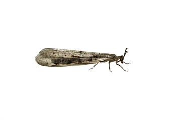 Antlion insect with folded wings sits on a white background, side view.
