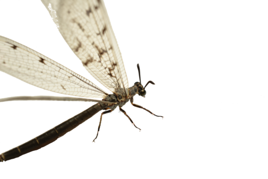 Antlion insect with raised wings sits on white background. Close-up.