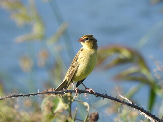 A bobolink perched on a thorny, briar branch, within the wetlands of the bombay Hook National Wildlife Refuge, Kent County, Delaware