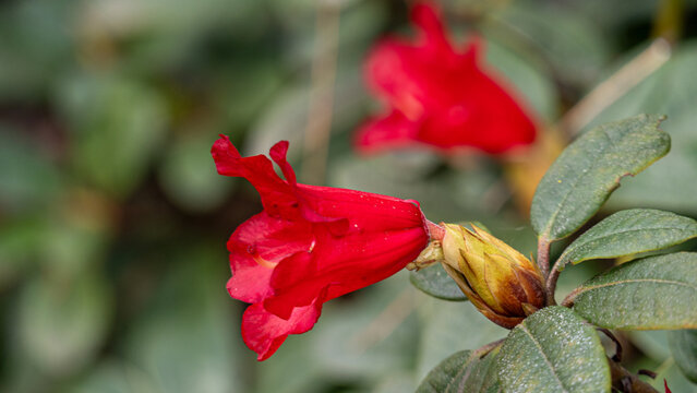 A red flower rhododendron with a green stem