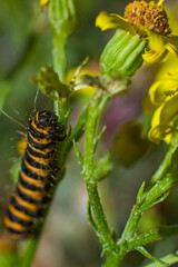 Cinnabar Moth caterpillar  munching away on yellow-flowered Ragwort. Their bold black-and-gold stripes make them easy to identify. hungry hairy caterpillar.