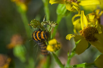 Cinnabar Moth caterpillar  munching away on yellow-flowered Ragwort. Their bold black-and-gold stripes make them easy to identify. hungry hairy caterpillar.