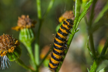 Cinnabar Moth caterpillar  munching away on yellow-flowered Ragwort. Their bold black-and-gold stripes make them easy to identify. hungry hairy caterpillar.