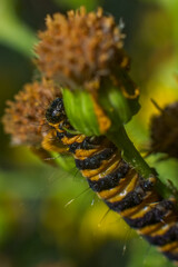 Cinnabar Moth caterpillar  munching away on yellow-flowered Ragwort. Their bold black-and-gold stripes make them easy to identify. hungry hairy caterpillar.