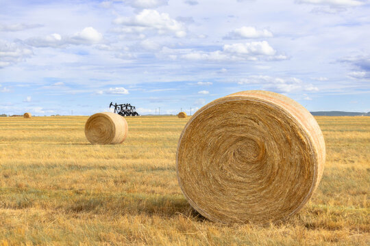 Round yellow bales of fescue in the field with blue sky.