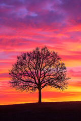 Solitary Tree at Sunset: A Serene Silhouette Against a Breathtaking Evening Sky