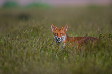 Mammals Fox Vulpes vulpes in autumn scenery, Poland Europe, animal walking among autumn meadow in amazing warm light