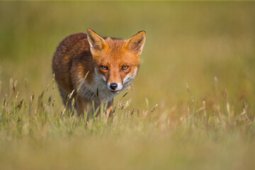 Mammals Fox Vulpes vulpes in autumn scenery, Poland Europe, animal walking among autumn meadow in amazing warm light