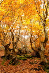 Fototapeta premium Faedo de Ciñera