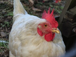 chicken