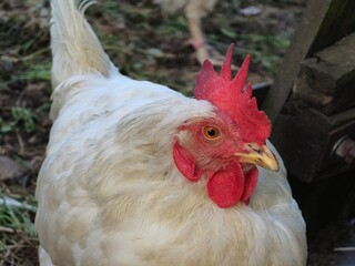 white chickens, including a rooster, on grassy ground. The birds have red combs and are set against a backdrop of green plants.