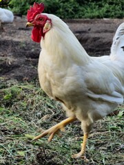 white chickens, including a rooster, on grassy ground. The birds have red combs and are set against a backdrop of green plants.