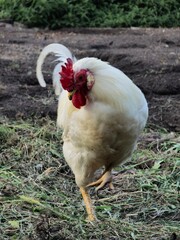 mushroom in the forest