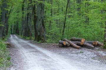 A paved forest road with a pile of cut trees on the side, devastation of forests in Central and Eastern Europe