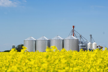 Blooming yellow canola field and grain storage bins. © Saeedatun