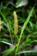 grass