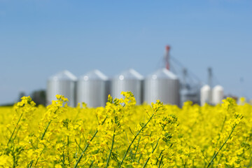 Blooming yellow canola field and grain storage bins. © Saeedatun