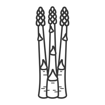 recommend clip art: A Line Drawing of Three Asparagus Spears