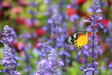butterfly on a flower