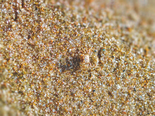 Tiny crab camouflaged in sand.
