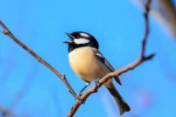 Fototapeta premium A small bird with black, white, and yellow plumage singing on a branch against a bright blue sky.